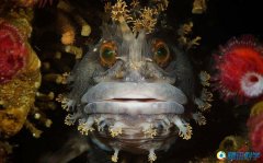 水下摄影镜头下令人惊叹的海洋生物