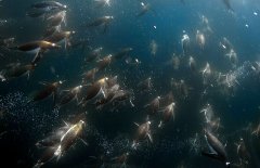 南极视野: 深海企鹅敏捷下潜捕食浮游生物