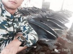 【视频】潜水员实拍的鲨鱼交易！无论你有没有WIFI，这个视频值得